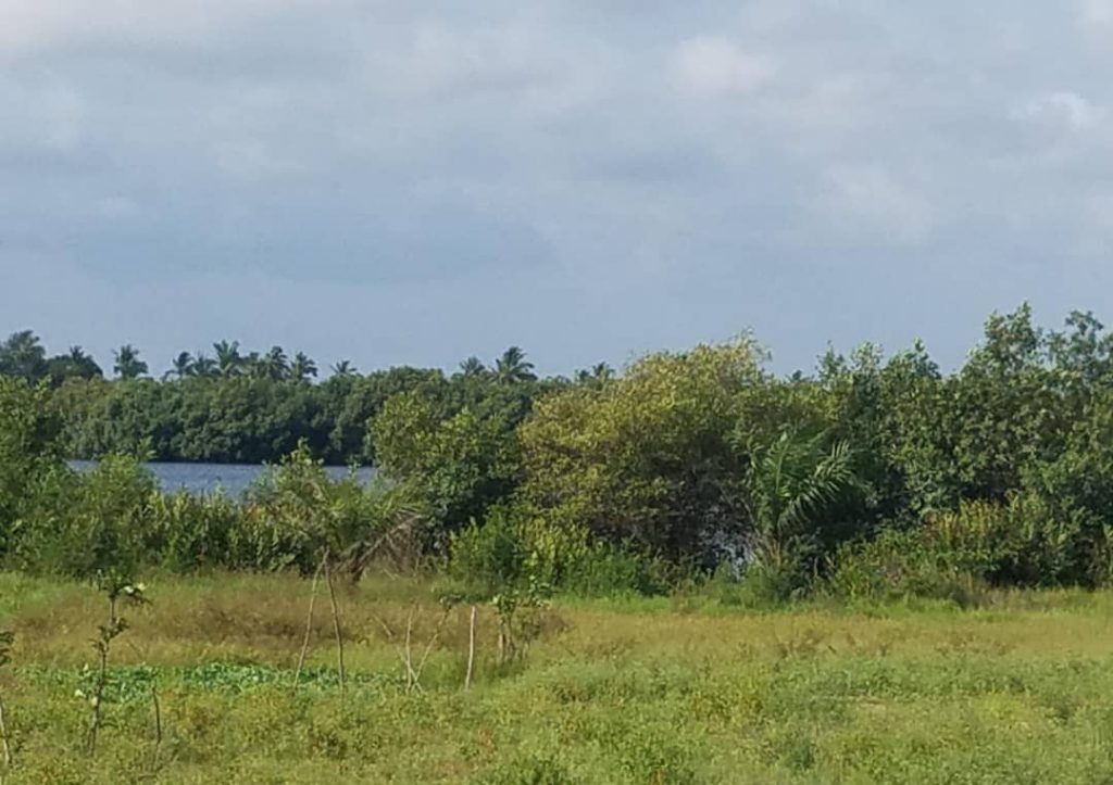 Vue du domaine de demi hectare à Adounko proche de la lagune, disponible immédiatement. Prix de cession : 120 millions FCFA, négociable. Titre foncier personnel.